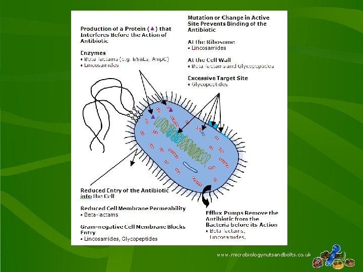 www. microbiologynutsandbolts. co. uk 