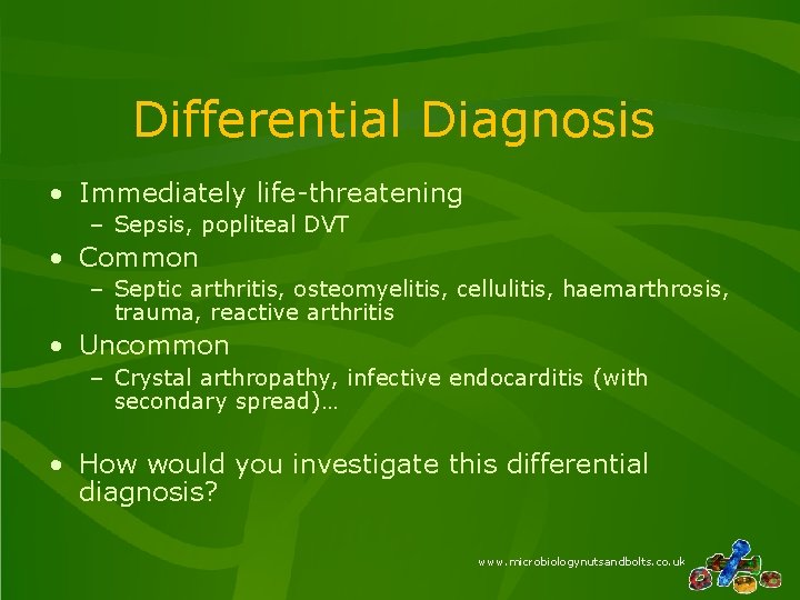 Differential Diagnosis • Immediately life-threatening – Sepsis, popliteal DVT • Common – Septic arthritis,