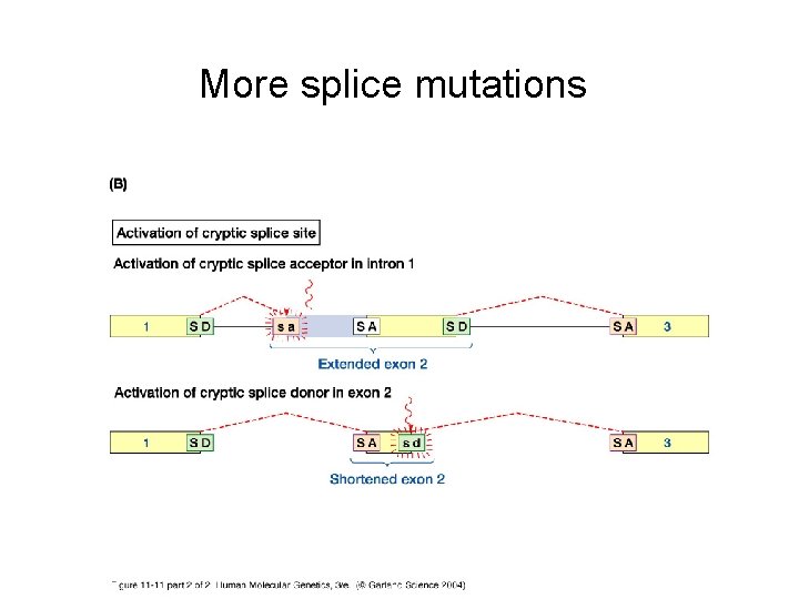 More splice mutations 