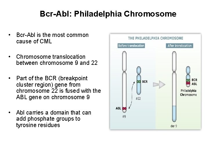 Bcr-Abl: Philadelphia Chromosome • Bcr-Abl is the most common cause of CML • Chromosome