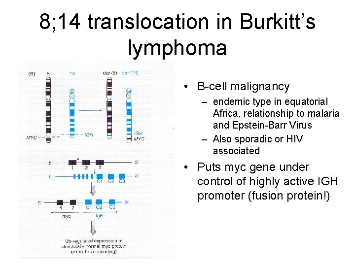 8; 14 translocation in Burkitt’s lymphoma • B-cell malignancy – endemic type in equatorial