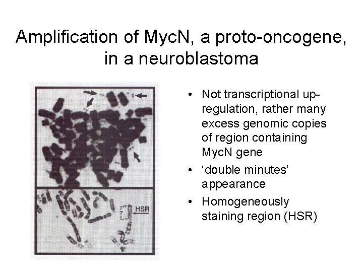 Amplification of Myc. N, a proto-oncogene, in a neuroblastoma • Not transcriptional upregulation, rather