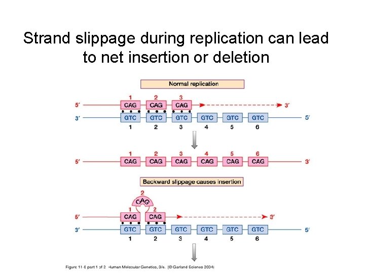 Strand slippage during replication can lead to net insertion or deletion 