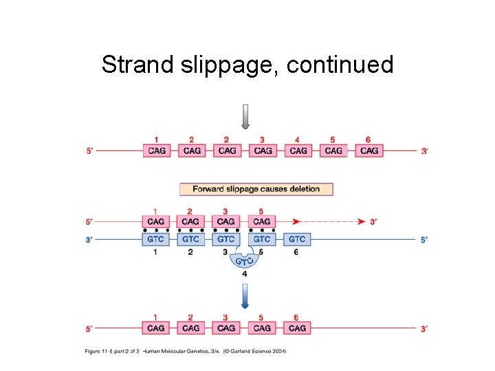 Strand slippage, continued 