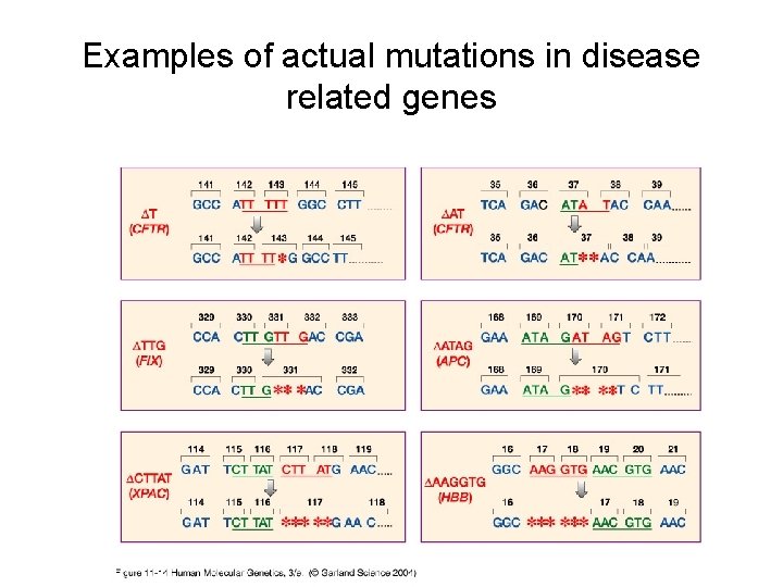 Examples of actual mutations in disease related genes 