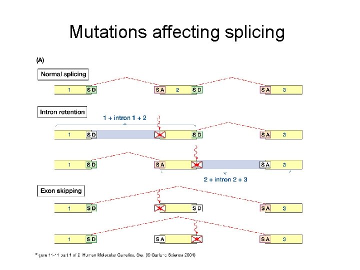 Mutations affecting splicing 