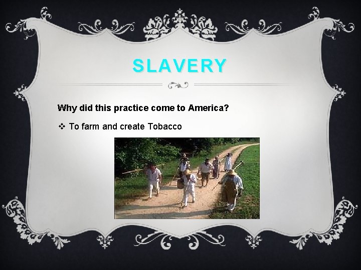 SLAVERY Why did this practice come to America? v To farm and create Tobacco