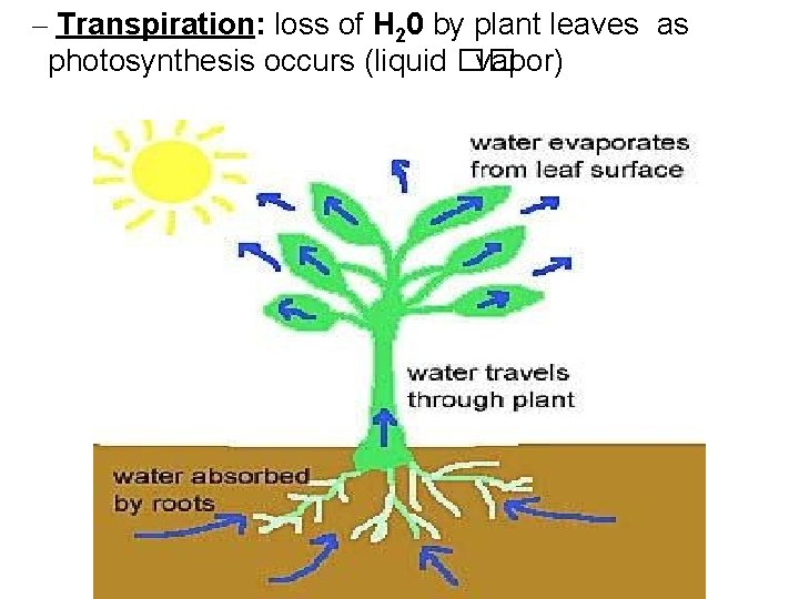 – Transpiration: loss of H 20 by plant leaves as photosynthesis occurs (liquid ��