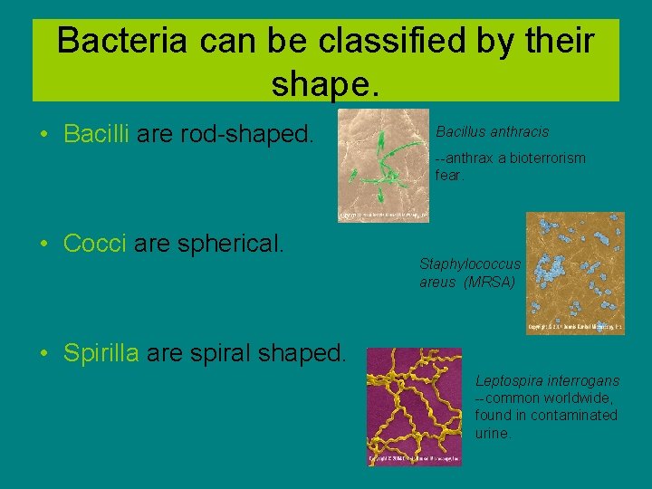 The Prokaryotes Archaea and Bacteria All photos in