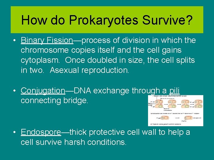 The Prokaryotes Archaea and Bacteria All photos in
