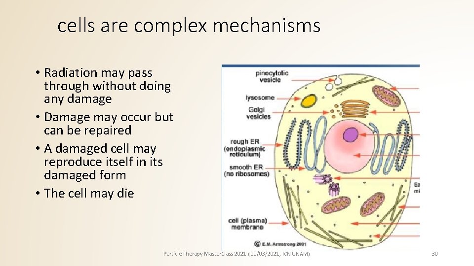 cells are complex mechanisms • Radiation may pass through without doing any damage •
