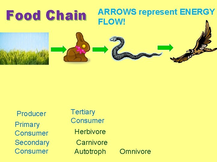 Food Chain Producer Primary Consumer Secondary Consumer ARROWS represent ENERGY FLOW! Tertiary Consumer Herbivore