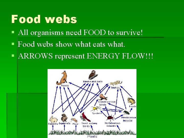 Food webs § All organisms need FOOD to survive! § Food webs show what