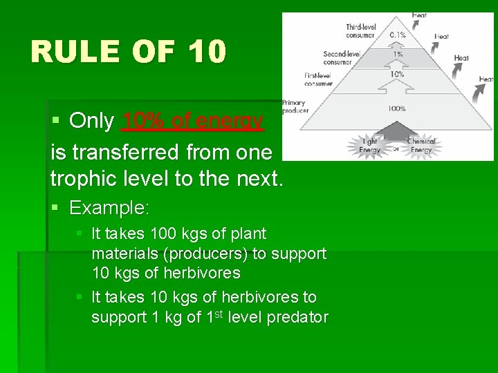 RULE OF 10 § Only 10% of energy is transferred from one trophic level