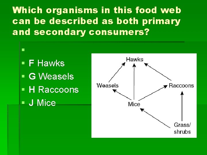 Which organisms in this food web can be described as both primary and secondary