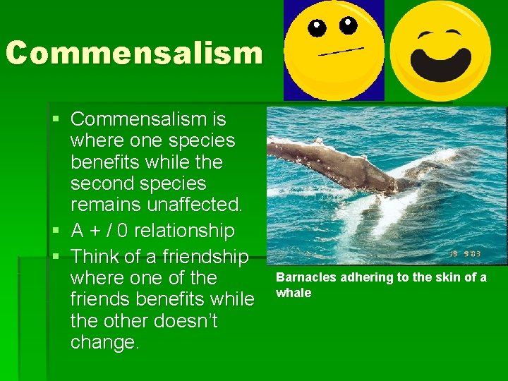 Commensalism § Commensalism is where one species benefits while the second species remains unaffected.