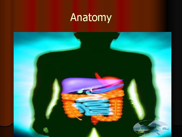 Anatomy 