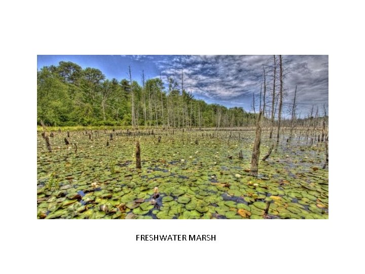 FRESHWATER MARSH 