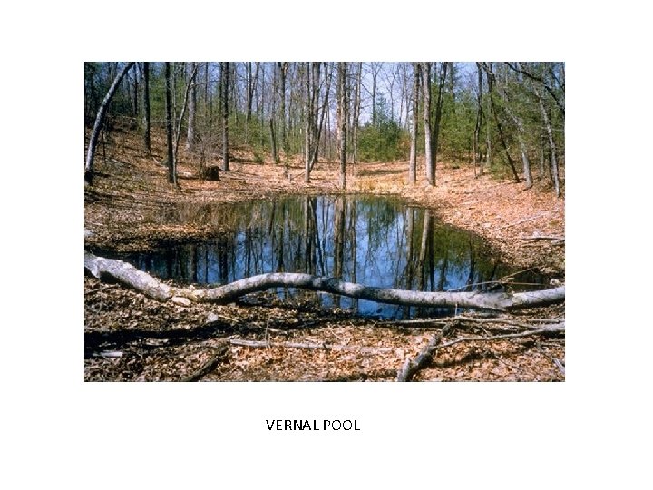 VERNAL POOL 