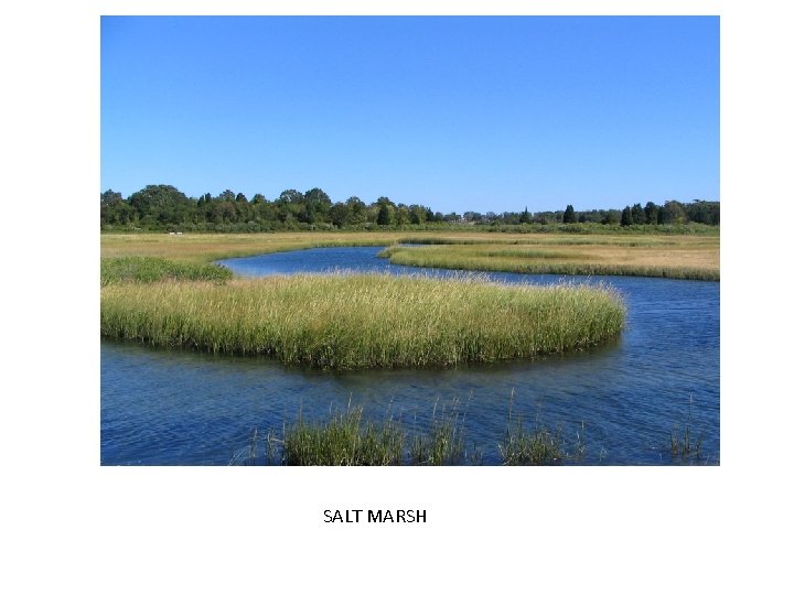 SALT MARSH 