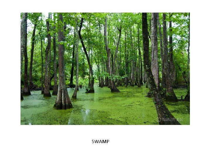 SWAMP 