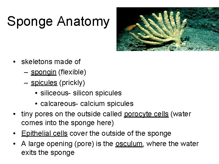 Sponge Anatomy • skeletons made of – spongin (flexible) – spicules (prickly) • siliceous-