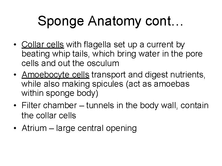 Sponge Anatomy cont… • Collar cells with flagella set up a current by beating