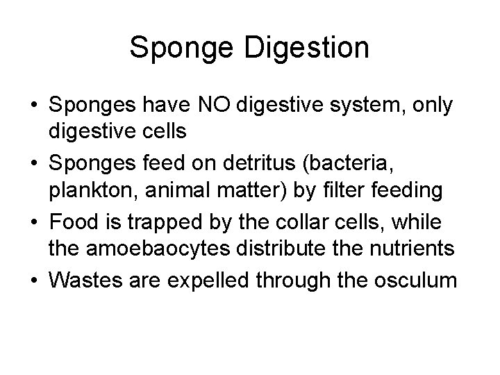 Sponge Digestion • Sponges have NO digestive system, only digestive cells • Sponges feed
