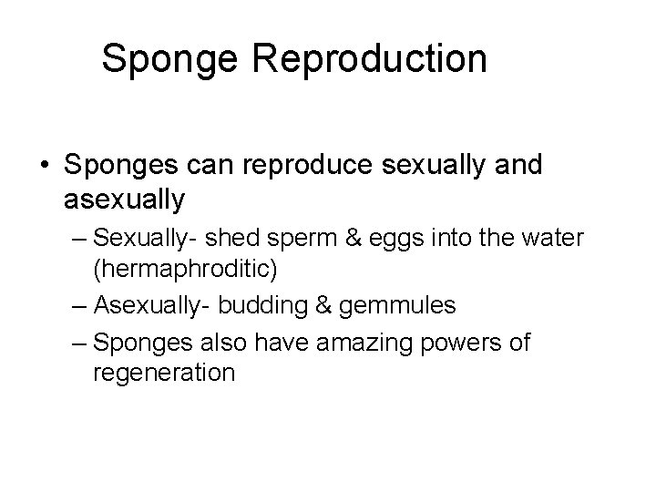 Sponge Reproduction • Sponges can reproduce sexually and asexually – Sexually- shed sperm &