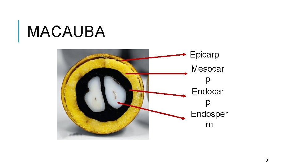 MACAUBA Epicarp Mesocar p Endosper m 3 