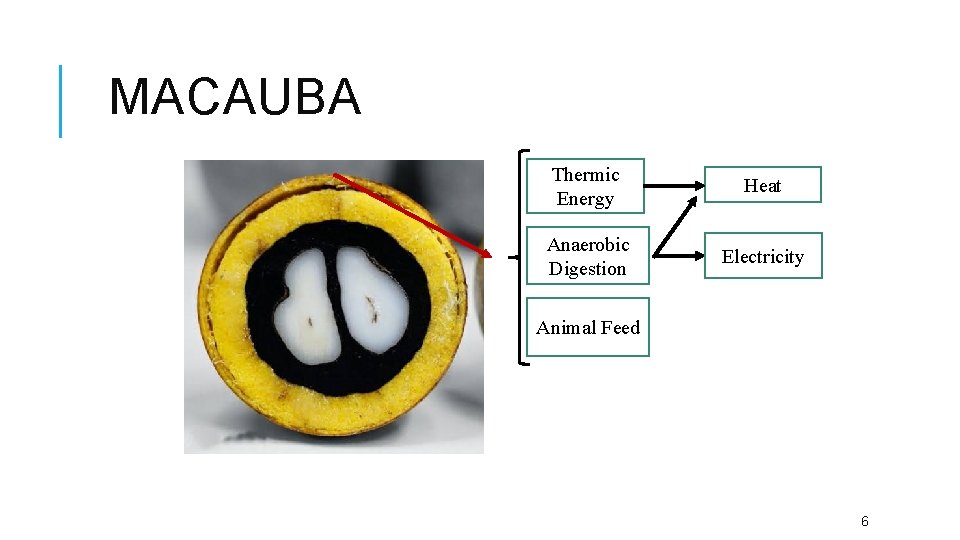 MACAUBA Thermic Energy Heat Anaerobic Digestion Electricity Animal Feed 6 