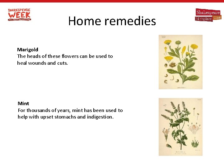 Home remedies Marigold The heads of these flowers can be used to heal wounds