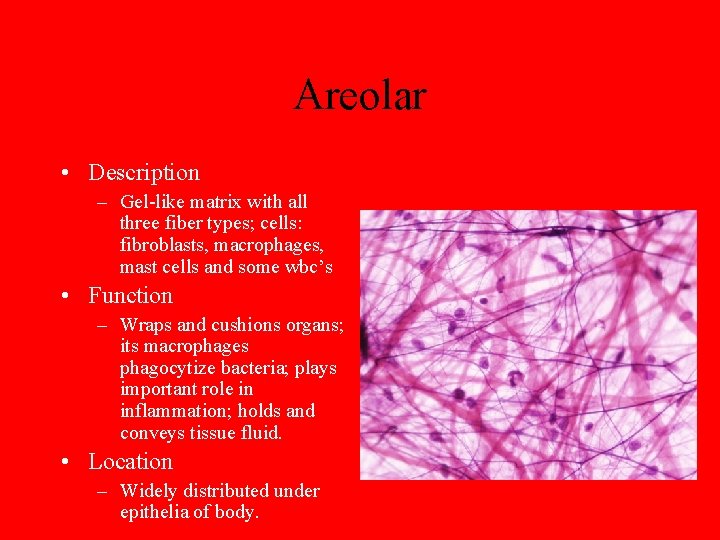 Areolar • Description – Gel-like matrix with all three fiber types; cells: fibroblasts, macrophages,