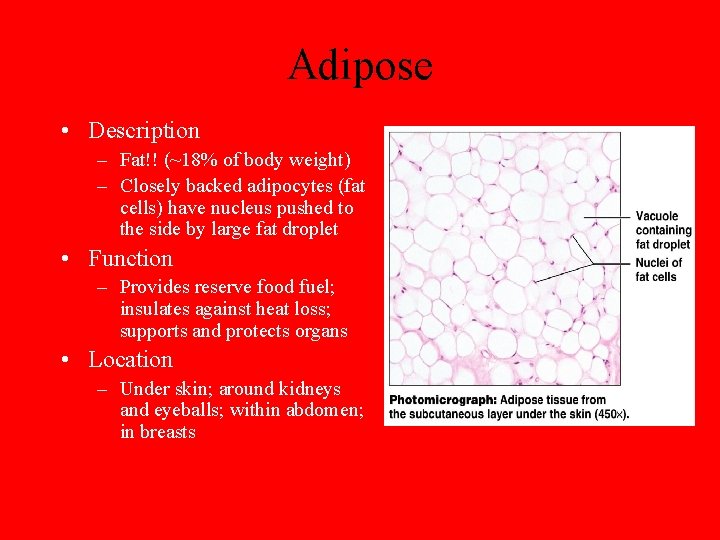 Adipose • Description – Fat!! (~18% of body weight) – Closely backed adipocytes (fat