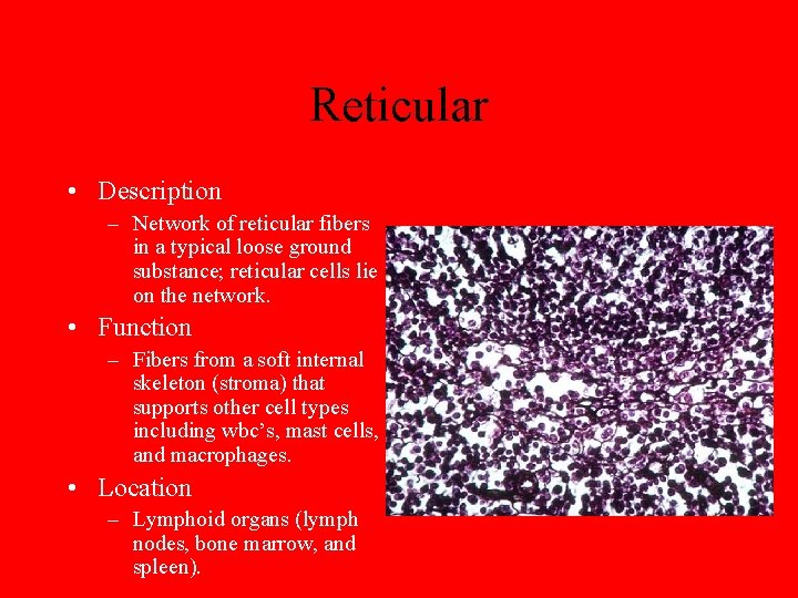 Reticular • Description – Network of reticular fibers in a typical loose ground substance;
