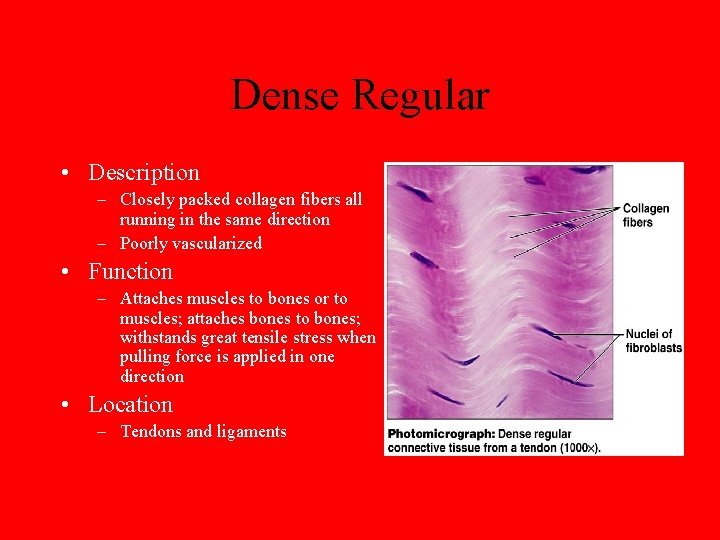 Dense Regular • Description – Closely packed collagen fibers all running in the same