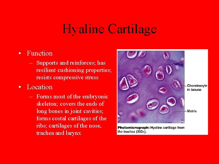 Hyaline Cartilage • Function – Supports and reinforces; has resilient cushioning properties; resists compressive