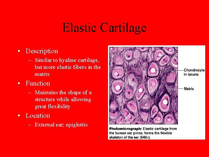 Elastic Cartilage • Description – Similar to hyaline cartilage, but more elastic fibers in