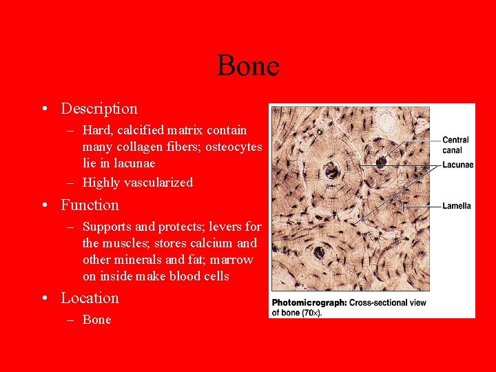 Bone • Description – Hard, calcified matrix contain many collagen fibers; osteocytes lie in
