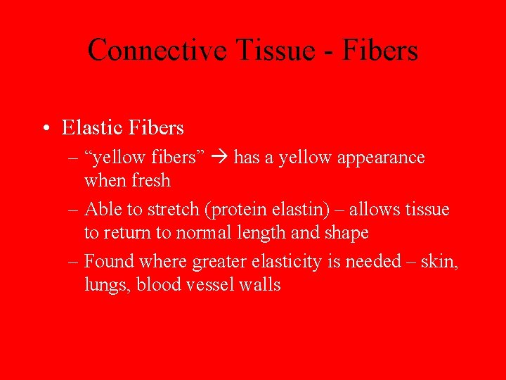 Connective Tissue - Fibers • Elastic Fibers – “yellow fibers” has a yellow appearance