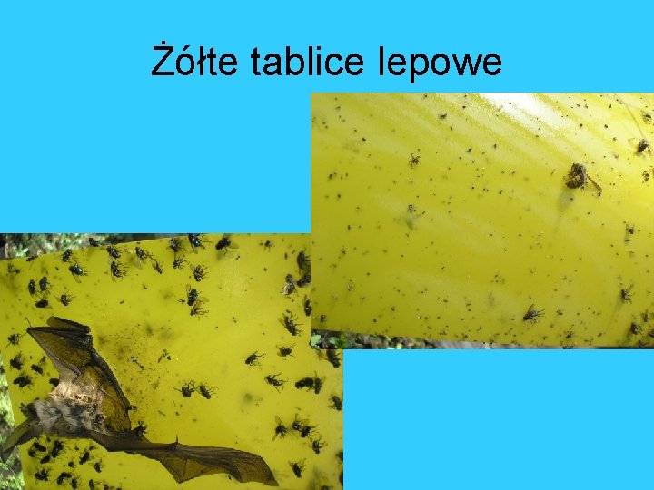 Żółte tablice lepowe 