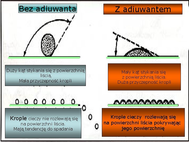 Bez adiuwanta Duży kąt stykania się z powierzchnią liścia, Mała przyczepność kropli Krople cieczy