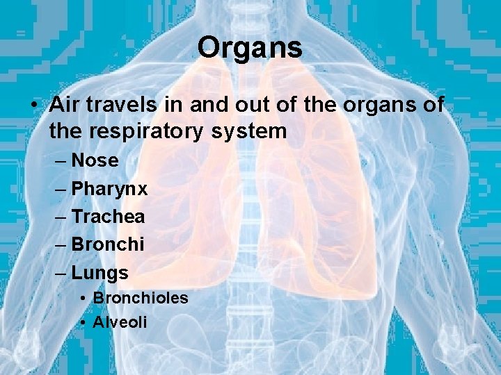 Organs • Air travels in and out of the organs of the respiratory system