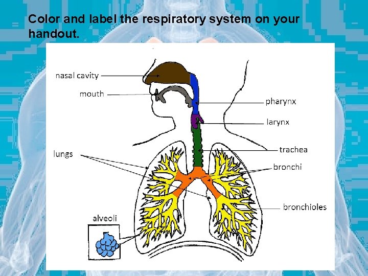 Color and label the respiratory system on your handout. 