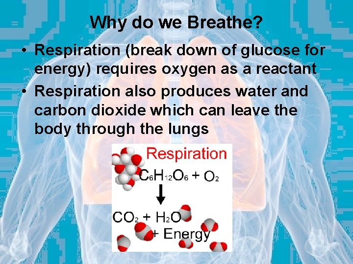 Why do we Breathe? • Respiration (break down of glucose for energy) requires oxygen