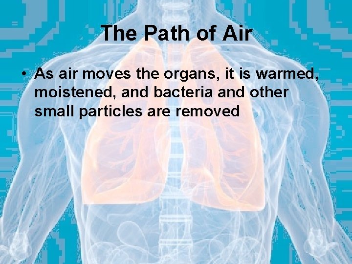 The Path of Air • As air moves the organs, it is warmed, moistened,