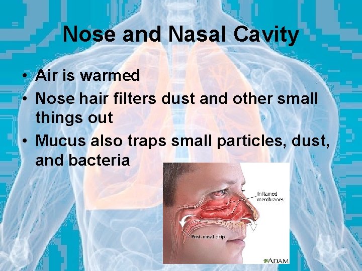 Nose and Nasal Cavity • Air is warmed • Nose hair filters dust and