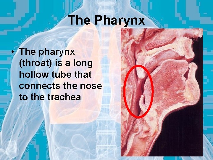 The Pharynx • The pharynx (throat) is a long hollow tube that connects the