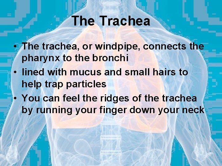 The Trachea • The trachea, or windpipe, connects the pharynx to the bronchi •