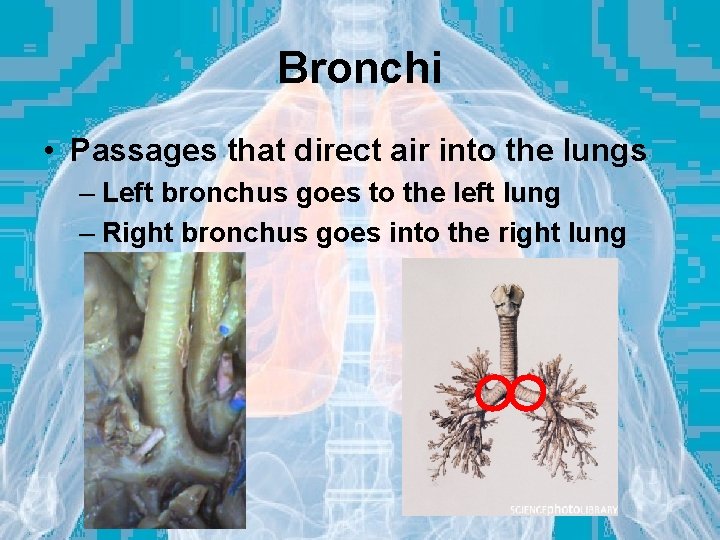 Bronchi • Passages that direct air into the lungs – Left bronchus goes to